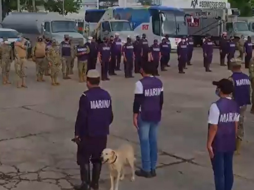 Perro rescatado por la Marina será entrenado para ser rescatista