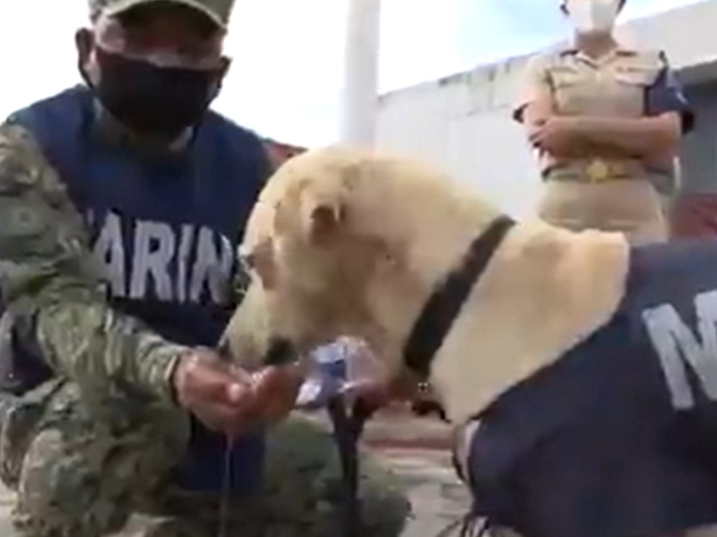 Perro rescatado marina