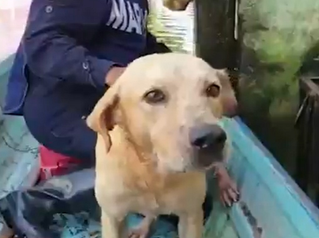 Perro rescatado México