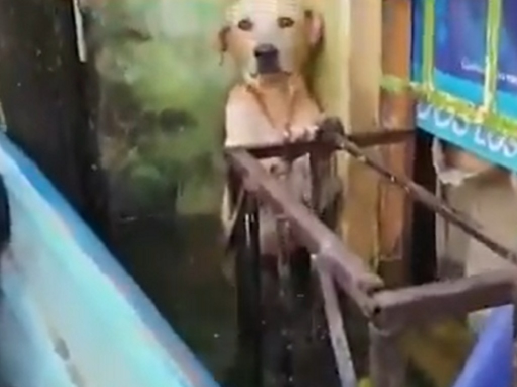 Perro rescatado rescate