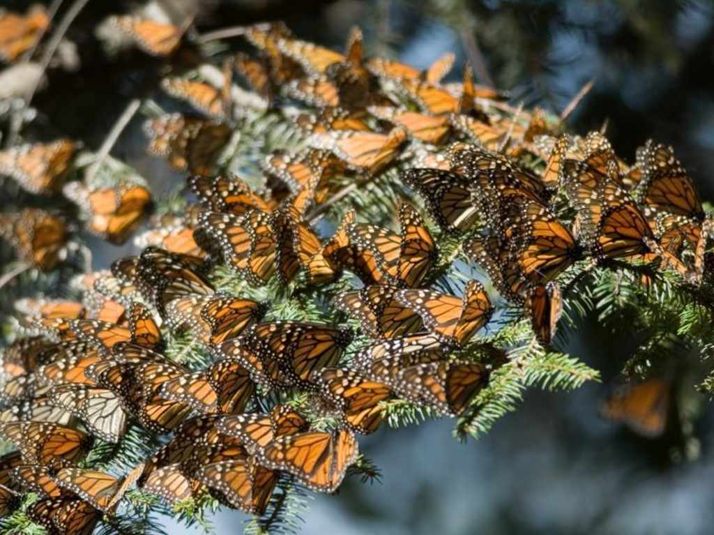 Santuarios de la mariposa avistamiento