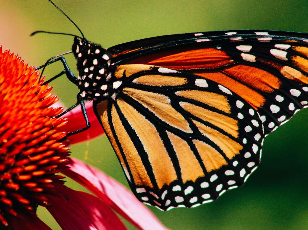 santuarios-de-la-mariposa-covid
