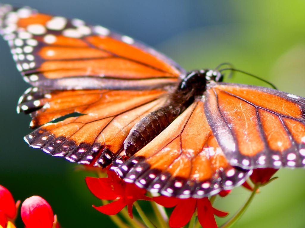 Santuarios de la mariposa flores