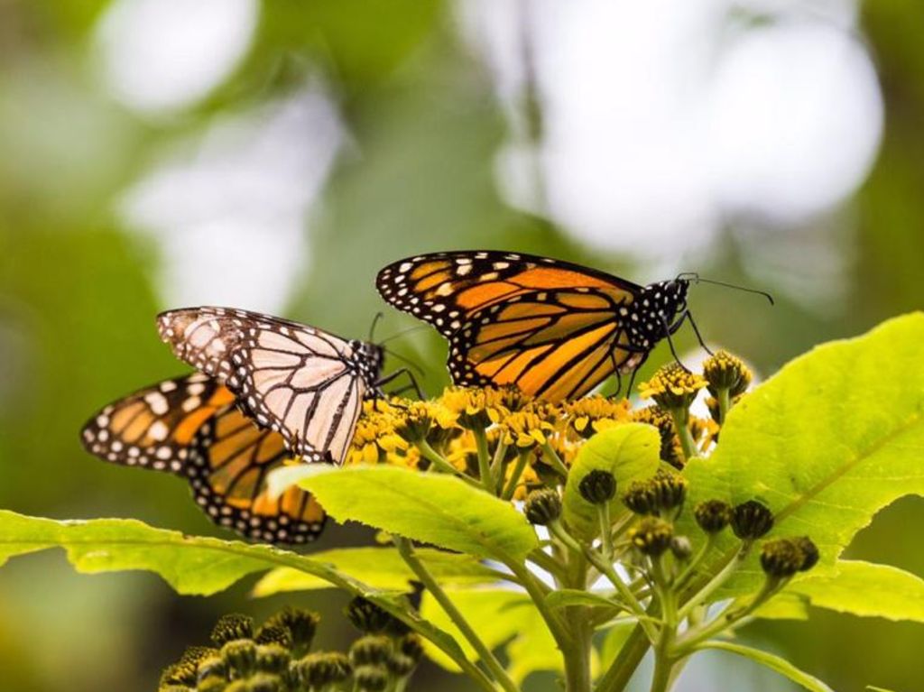 Santuarios de la mariposa llegada