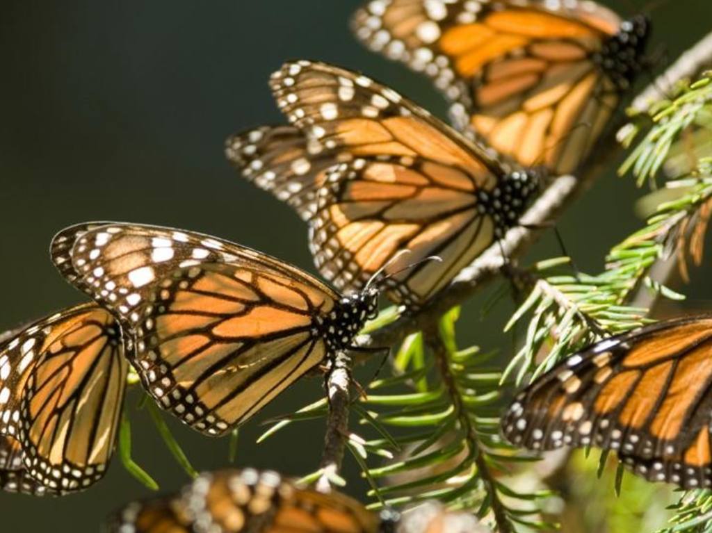 Santuarios de la mariposa México