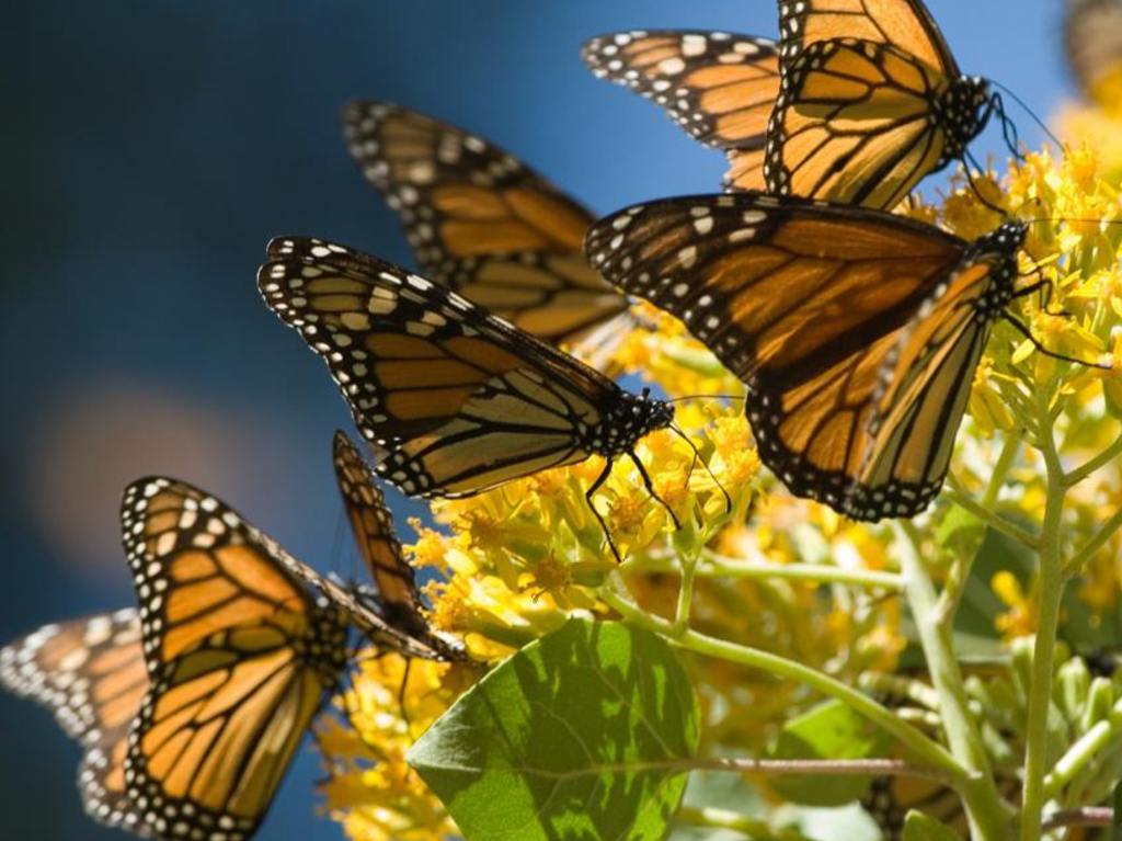 Santuarios de la mariposa Michoacán