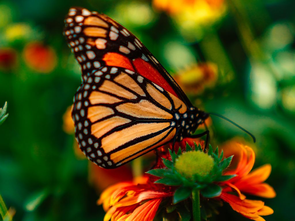 Santuarios de la mariposa 