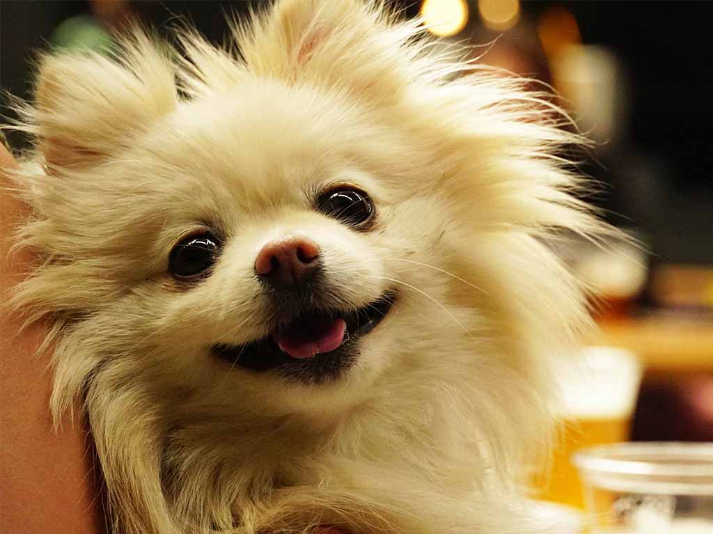Stone Rex BBQ petfriendly