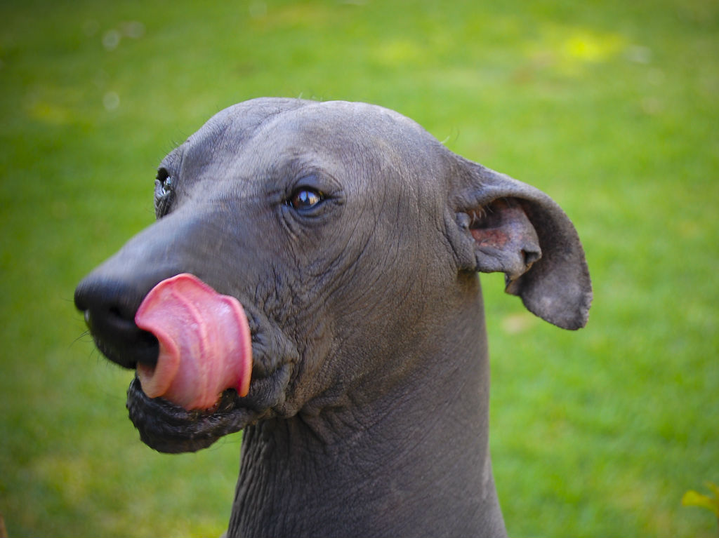 xolo nueva mascota de cdmx