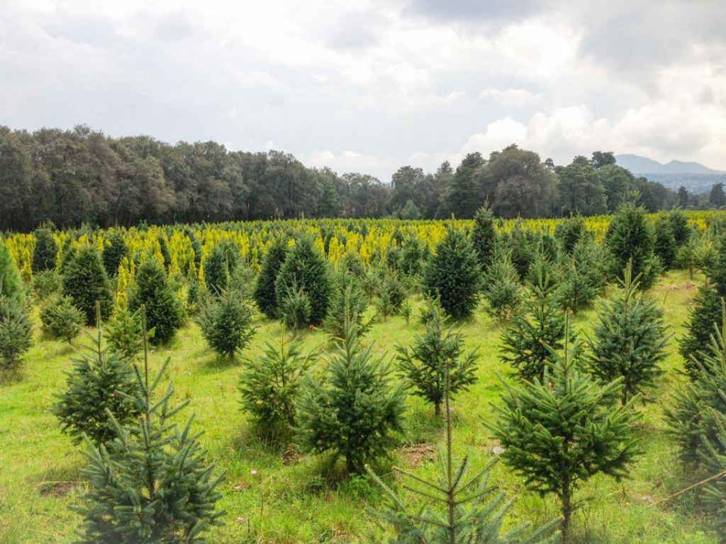 arboles de navidad naturales ante el encierro