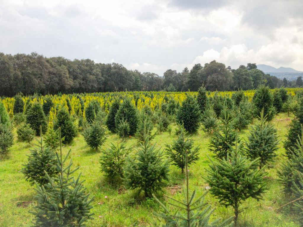 Tendencia 2020: árboles de Navidad naturales ante el encierro