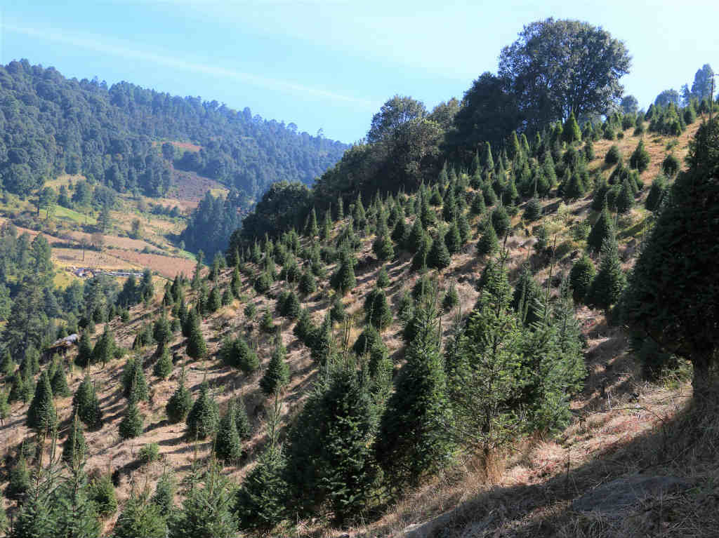 arboles de navidad naturales