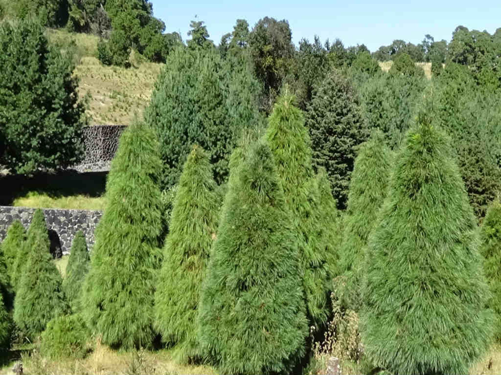 bosque arboles de navidad