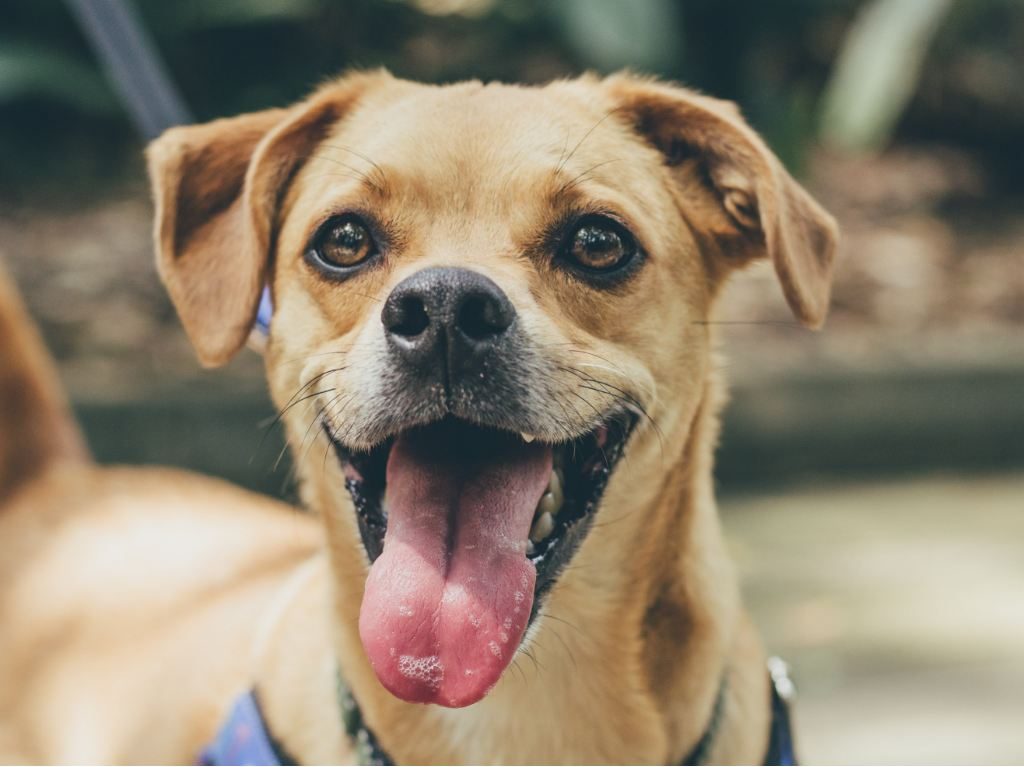 Pasarela Virtual de Perros y Gatos en adopción