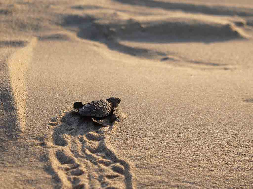 Liberación de tortugas puerto escondido oaxaca