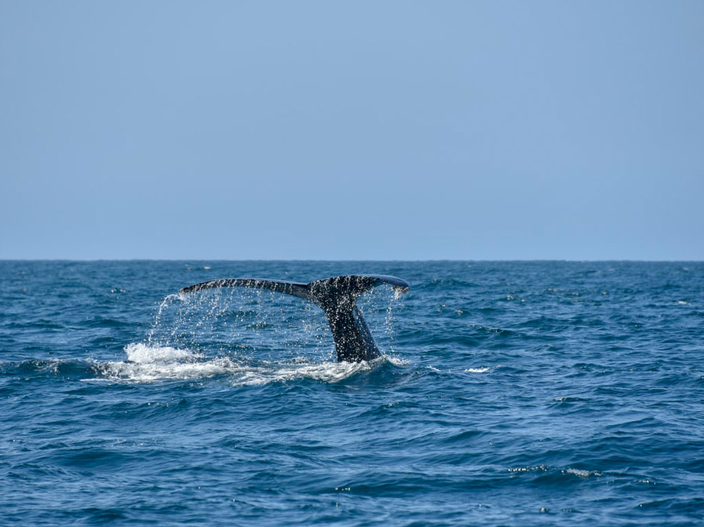 Llegó la ballena gris a México, te contamos dónde puedes verla