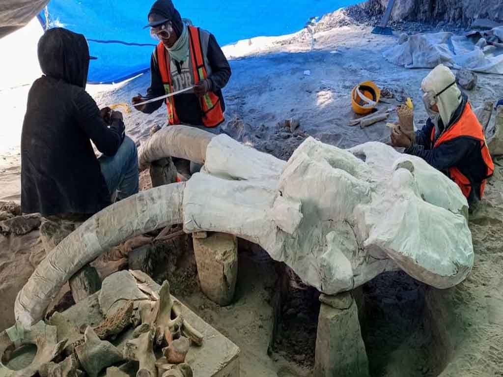 Habrá museo dedicado a mamuts en aeropuerto de Santa Lucía