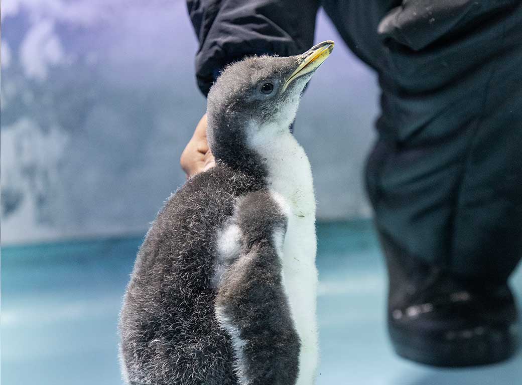 Alex pingüino nacido en cdmx