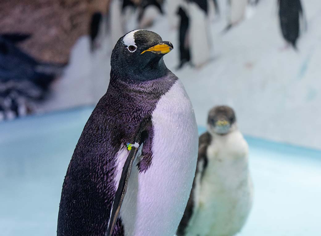 nuevo-pinguino-cdmx-acuario