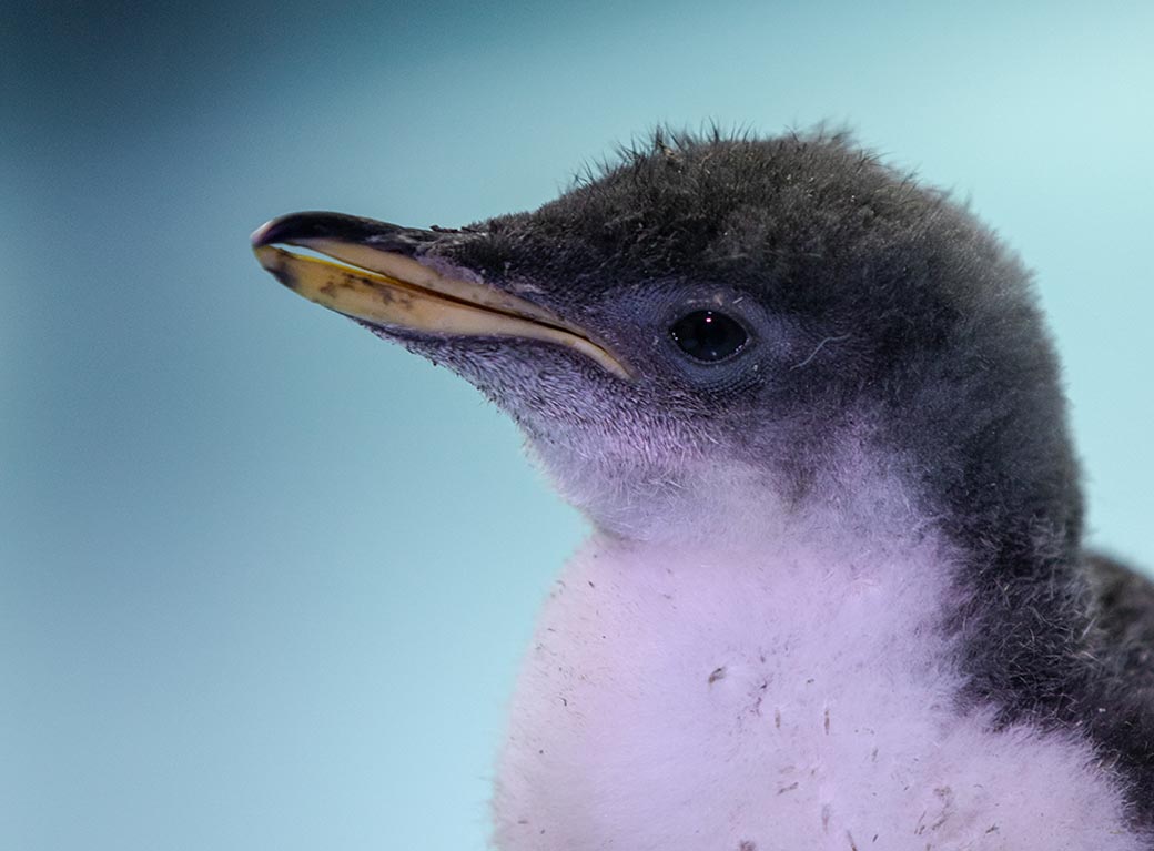nuevo-pinguino-cdmx-alex