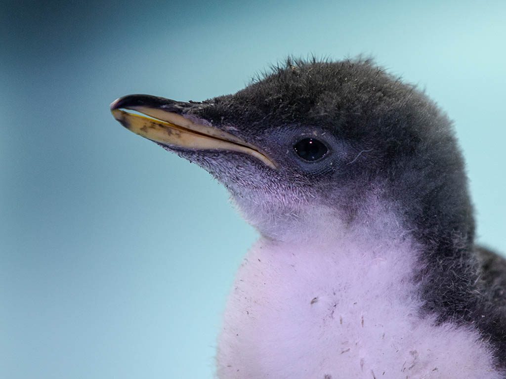 Alex pingüino nacido en cdmx