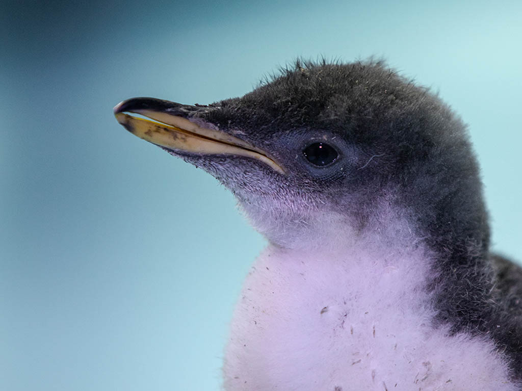 ¡Conoce a Alex! El primer pingüino nacido en CDMX