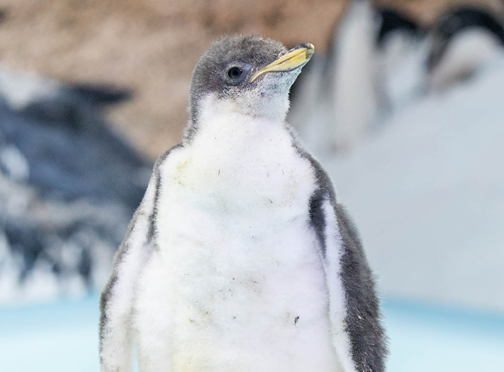 Alex el pinguino nacido en cdmx