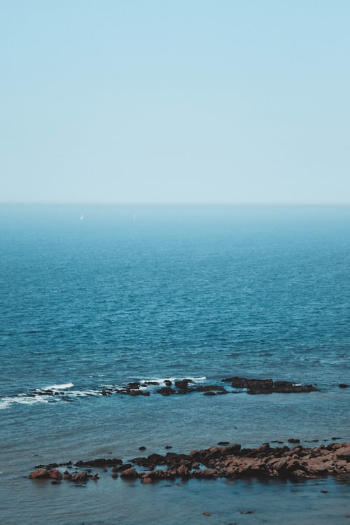 Llegó la ballena gris a México, te contamos dónde puedes verla 0