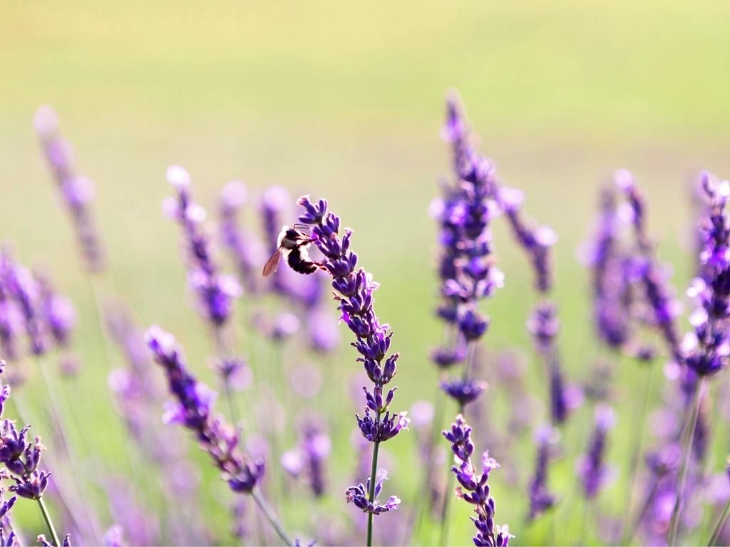 aromaterapia, dormir, sueño, aromaterapia para dormir, relajación, aromaterapia para relajarte, estrés, ansiedad, nervios, aceite de lavanda, aceite esencial, lavanda