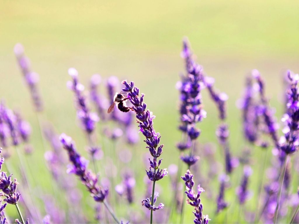 aromaterapia-para-domir-mejor-y-relajarte-aceite-de-lavanda