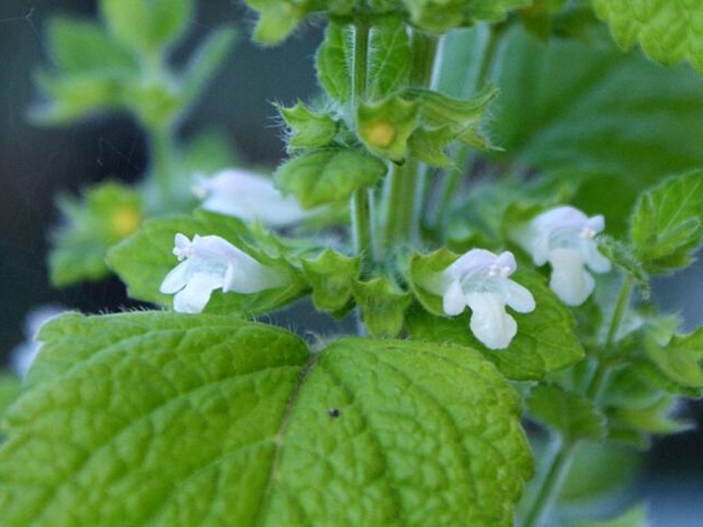 aromaterapia-para-dormir-mejor-y-relajarte-aceite-de-melisa