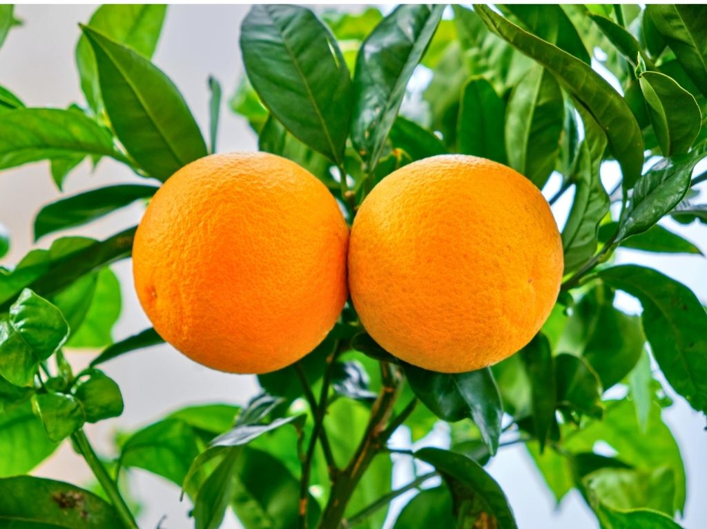 aromaterapia-para-dormir-mejor-y-relajarte-aceite-de-naranja