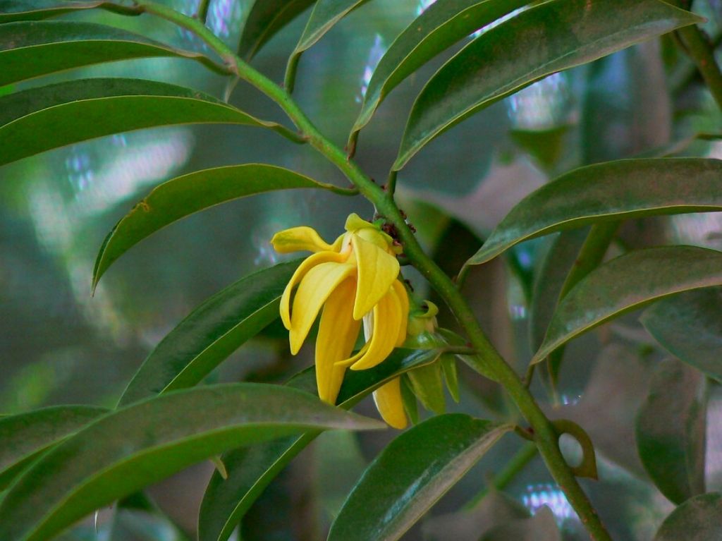 aromaterapia-para-dormir-mejor-y-relajarte-aceite-de-ylang-ylang