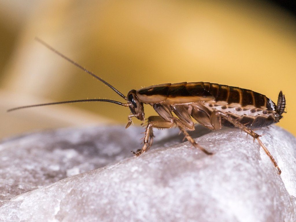 Bautiza a una cucaracha como tu ex insecto