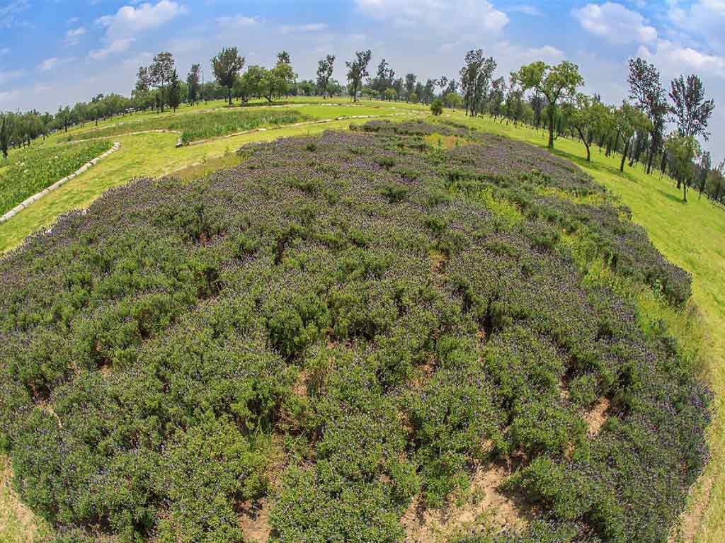 bosque-de-san-juan-de-aragon—dron