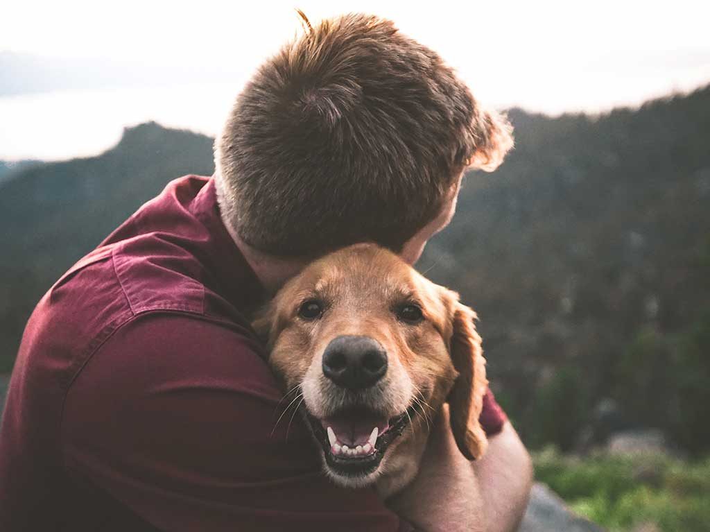 ¡Dale hogar a uno de estos perritos y gatitos! Checa estas fundaciones