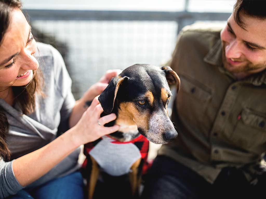 ¡Dale hogar a uno de estos perritos y gatitos! Checa estas fundaciones