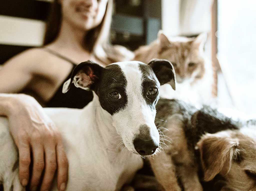 ¡Dale hogar a uno de estos perritos y gatitos! Checa estas fundaciones