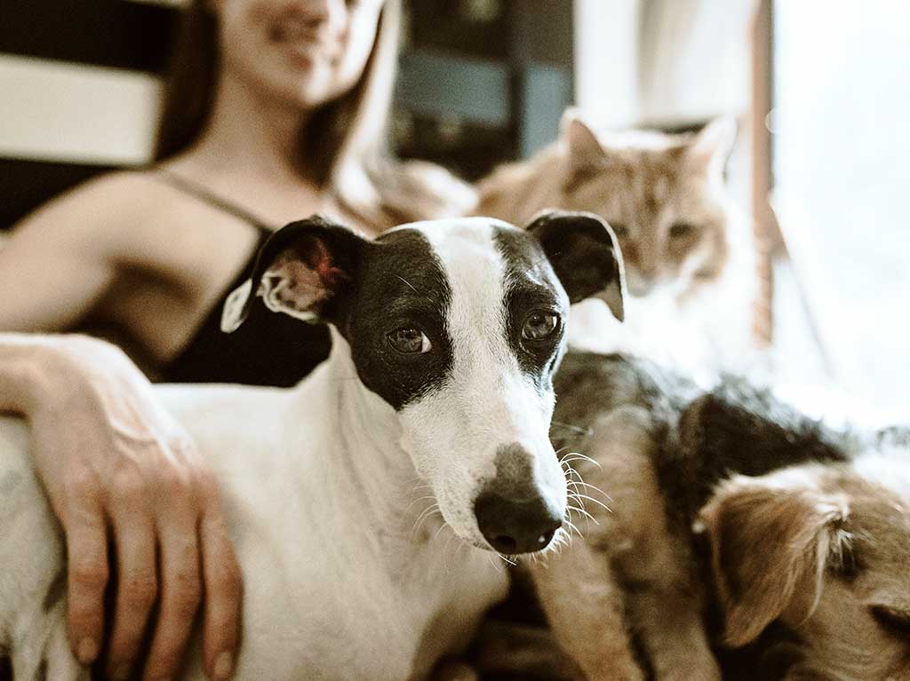 dale-hogar-estos-perrtios-gatitos-fundaciones