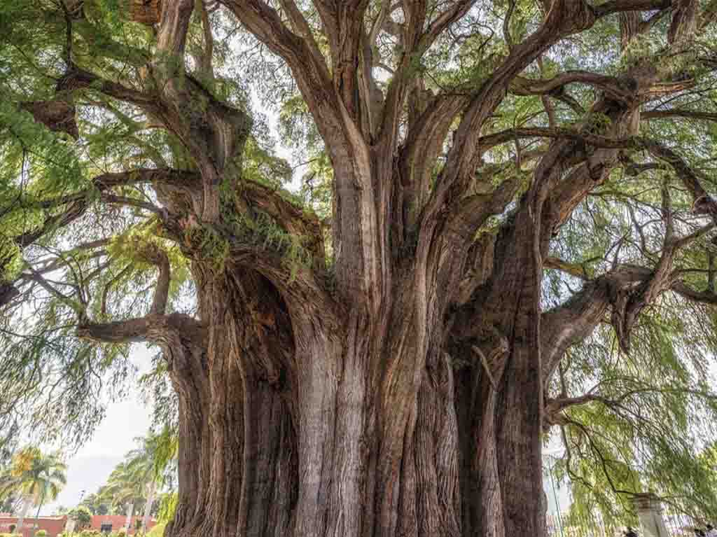 Árbol del Tule