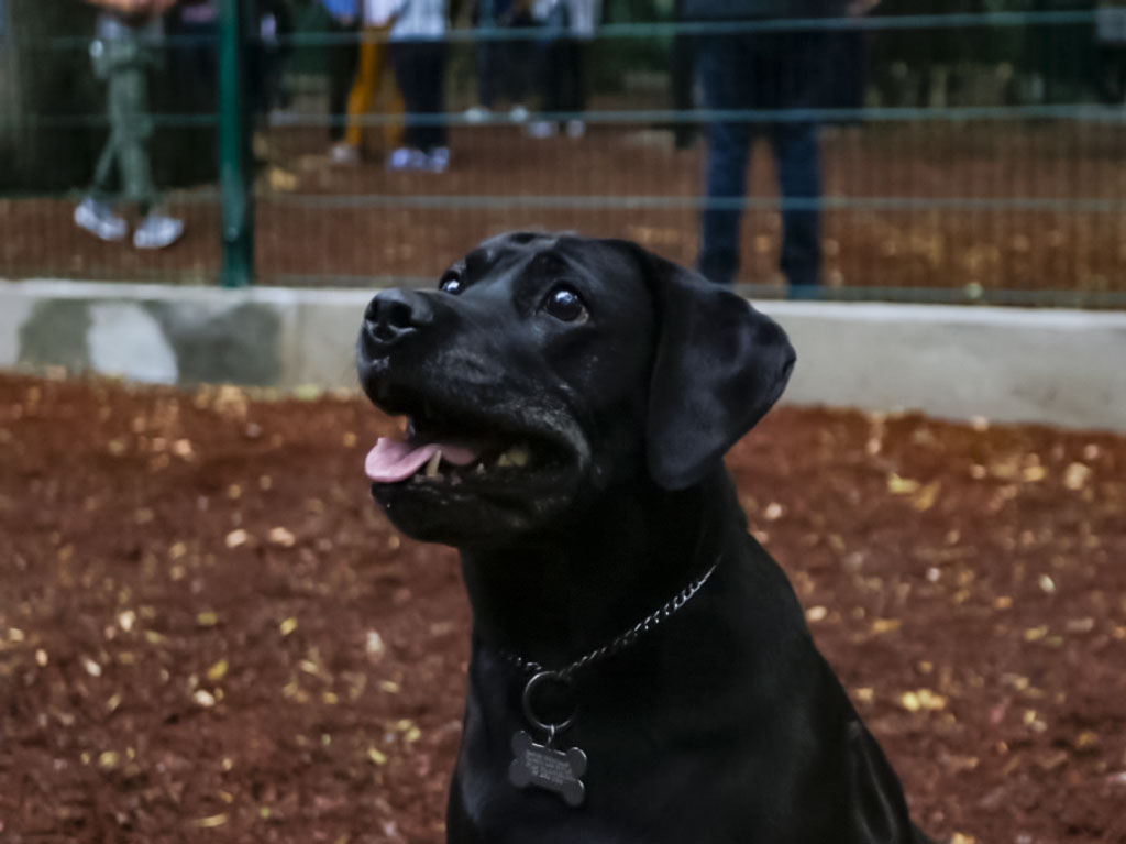 ¡Conoce la nueva área canina de Parque España! 