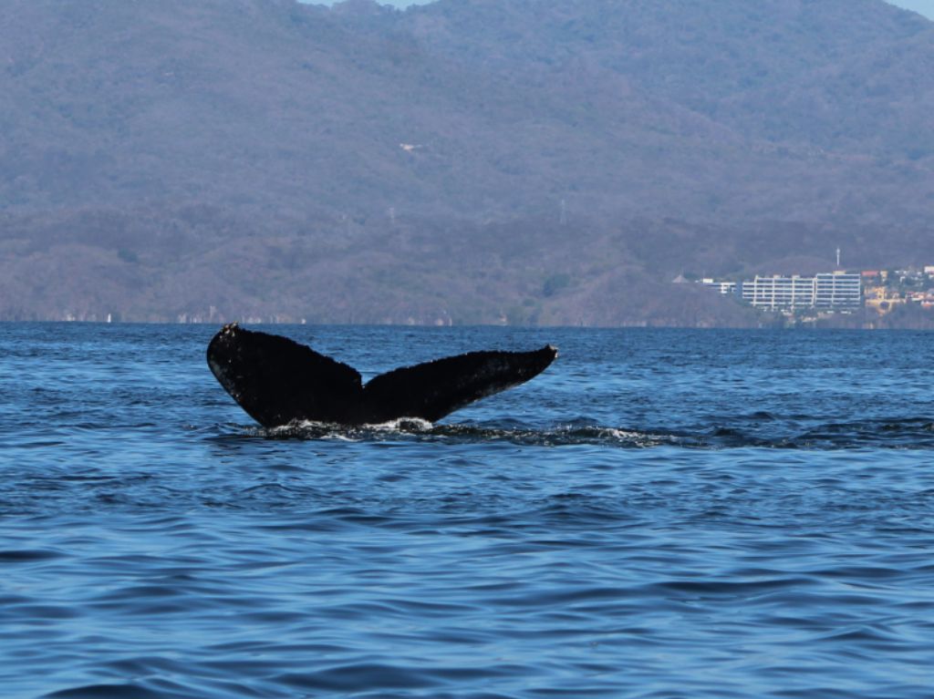ballenas jorobadas avistamiento