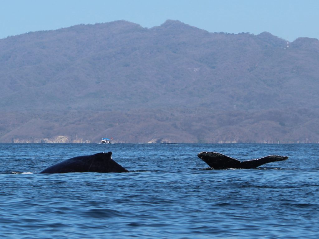 ballenas jorobadas ballenato