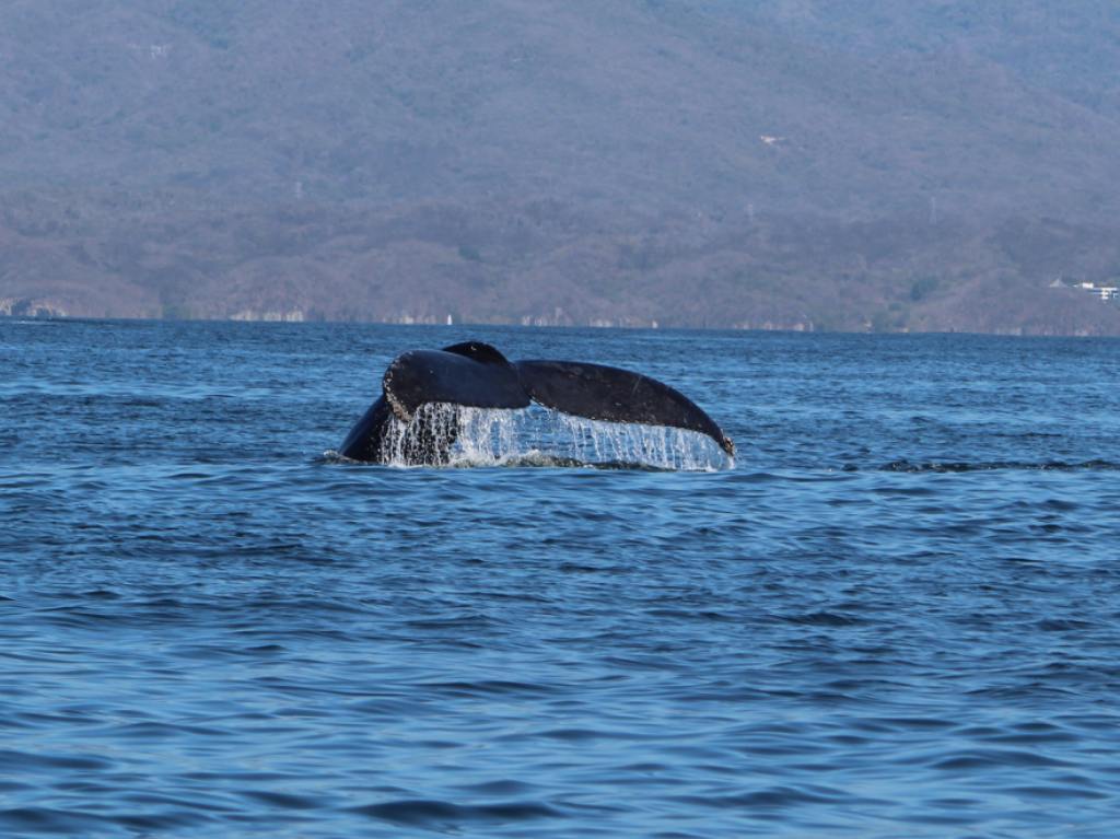 ballenas jorobadas coleta