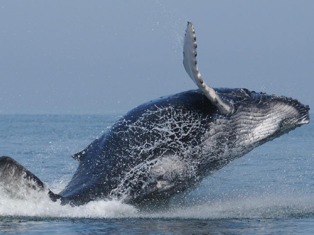 Las ballenas jorobadas en México: su historia y preservación