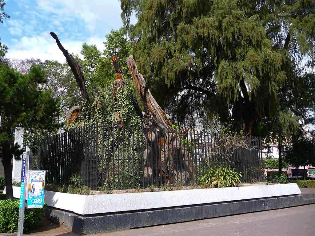 El Árbol de la Noche Triste cambia de nombre, así se llamará ahora