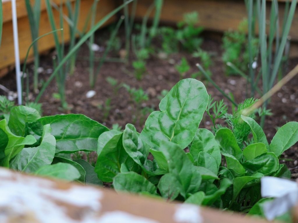 huerto urbano, huerto urbano en casa, naturaleza, plantas, cosecha, frutas, verduras, siembra