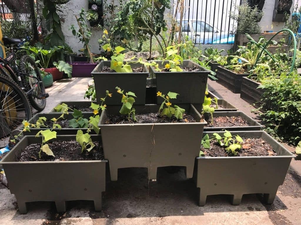 huertos-urbanos-lugares-verdes-cdmx-huerto-romita-min