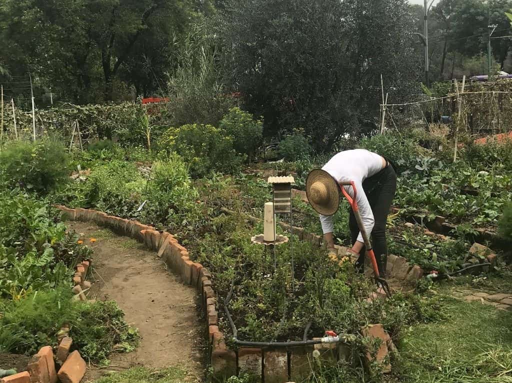 huertos-urbanos-lugares-verdes-cdmx-huerto-tlatelolco