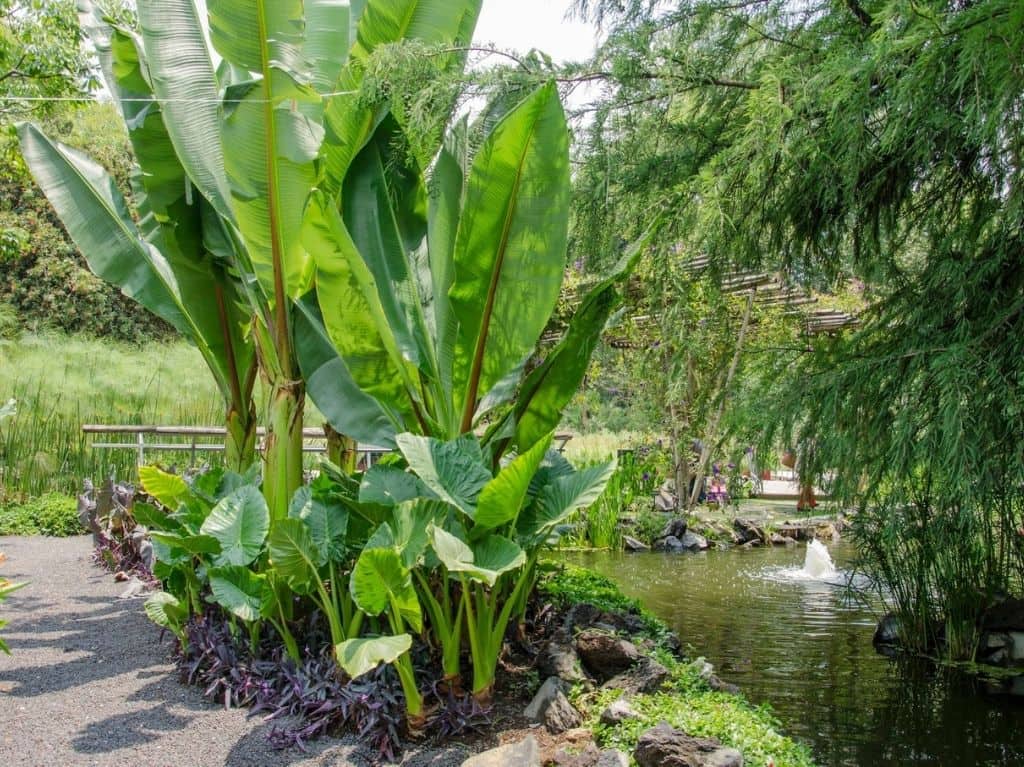 Conoce los jardines botánicos de la CDMX